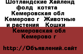 Шотландские Хайленд фолд  котята  - Кемеровская обл., Кемерово г. Животные и растения » Кошки   . Кемеровская обл.,Кемерово г.